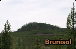 brunisol