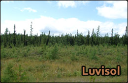 luvisol