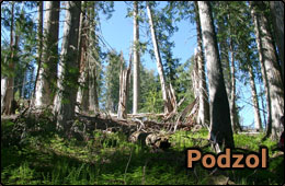 podzol